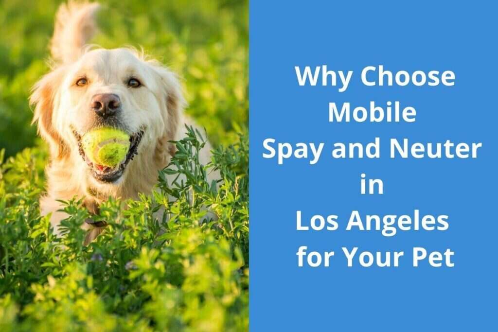 Golden retriever with a tennis ball in its mouth standing in green grass next to text about mobile spay and neuter services.