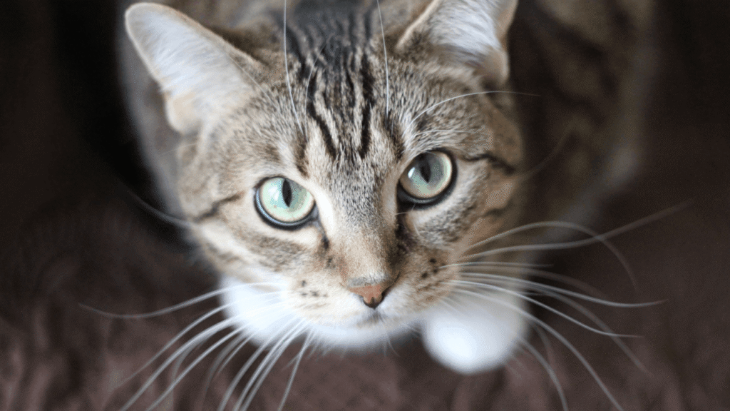 A tabby cat with green eyes and white whiskers looks up.