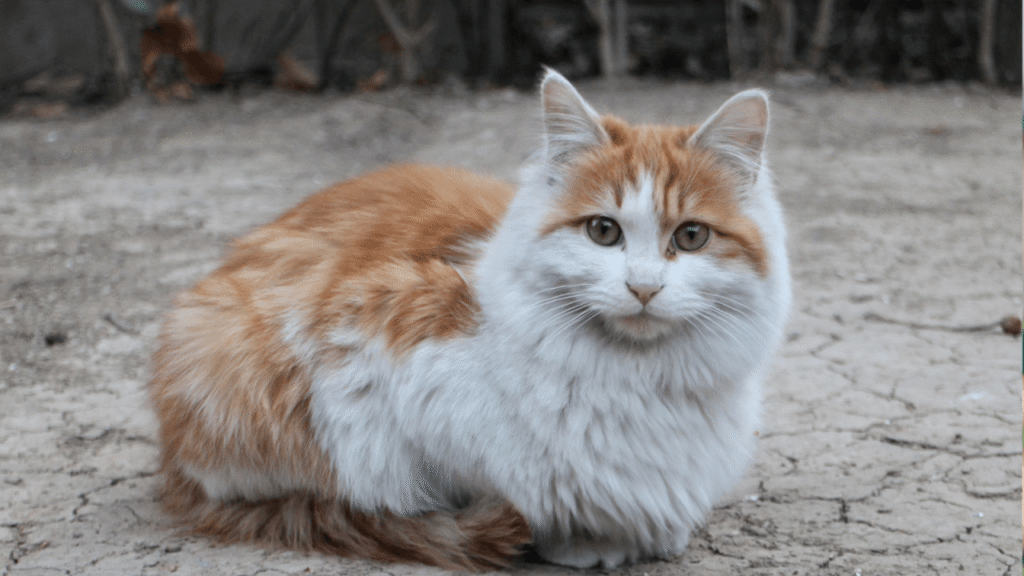 A fluffy orange and white cat with attentive eyes sits on a cracked, dry ground.