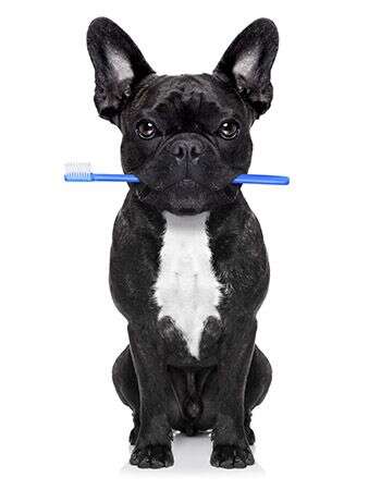 A black French Bulldog sits holding a blue toothbrush in its mouth.