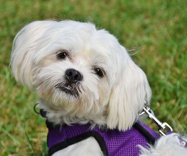 A fluffy white dog wearing a purple harness lying on grass, looking slightly to the side.