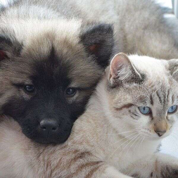 Fluffy puppy cuddling with a light-colored cat, both looking forward.