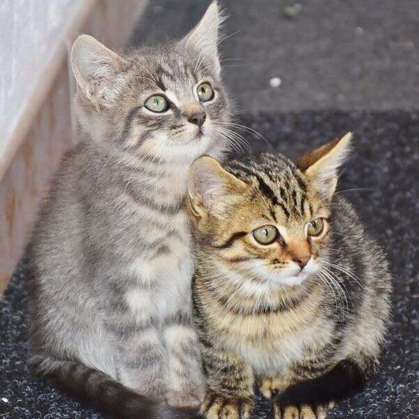 Two kittens cuddling; one is gray with stripes, the other is brown with tabby markings, both looking upwards.