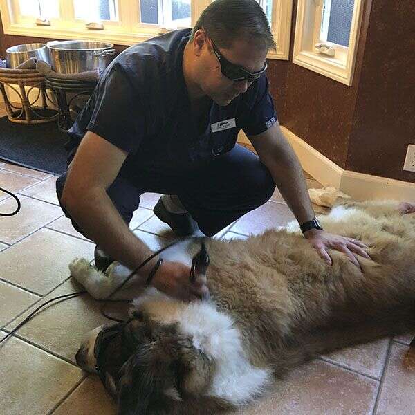 Man grooming a large, fluffy dog lying on the floor inside a room.