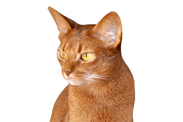 Brown cat with pointed ears and yellow eyes, looking to the side.