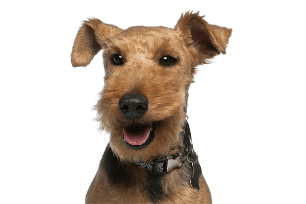 A happy brown dog with a collar, looking forward with ears perked.