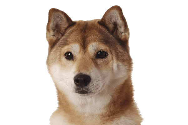 A Shiba Inu dog with a calm expression looking directly ahead.