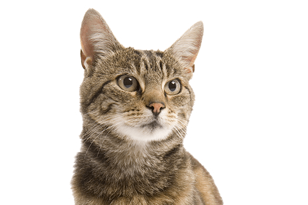 A tabby cat with large ears and an attentive expression looking slightly to the left.