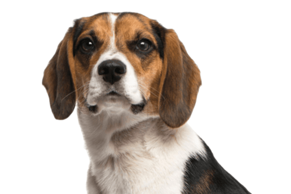 Brown and white beagle looking forward with a curious expression.