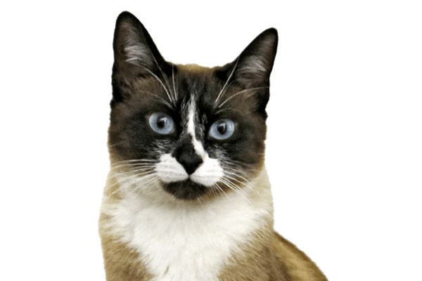 A Siamese cat with striking blue eyes and a black mask, alertly looking forward.