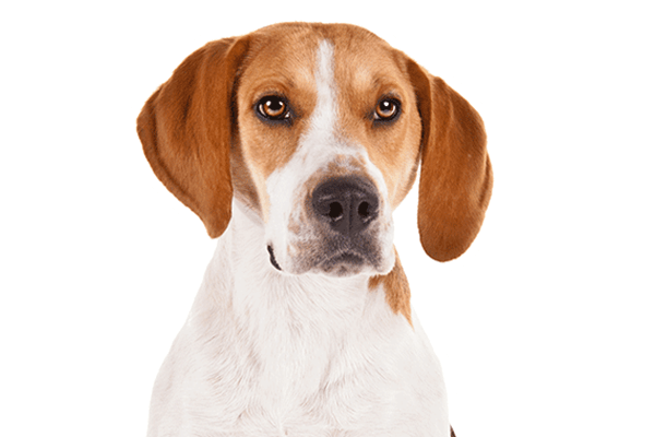 A brown and white dog with floppy ears, looking directly forward.