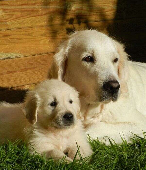 Golden retriever and puppy lying on the grass, looking forward.