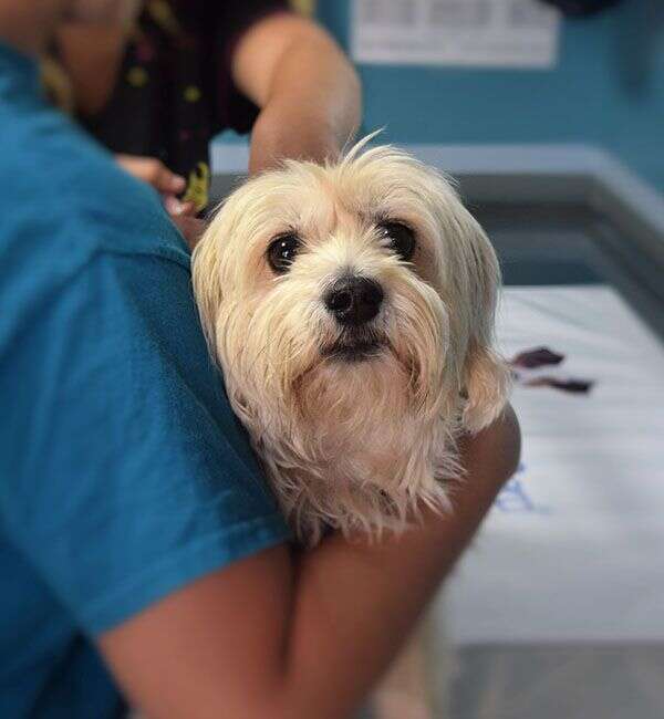 A small, fluffy dog being held gently, looking towards the camera with a calm expression.